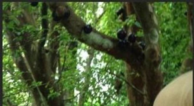 eliana filhos carinho