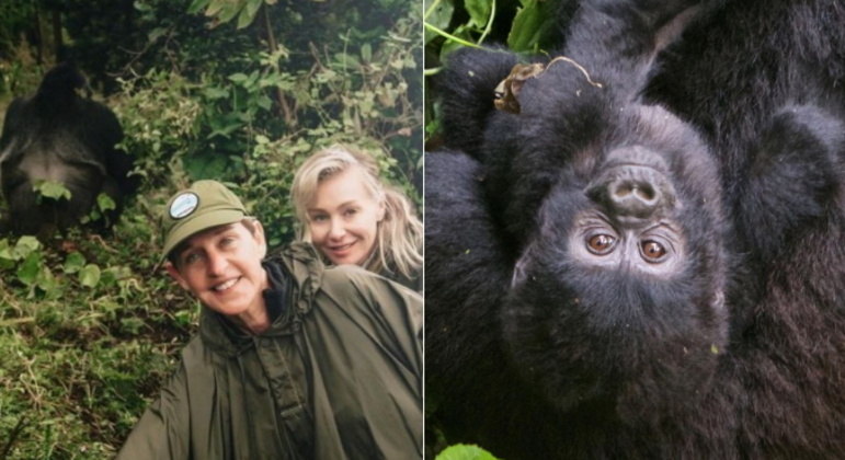 Ellen DeGeneresA apresentadora e humorista fundou em 2018 o projeto The Ellen Fund, com Portia de Rossi, que inicialmente focaria a proteção de gorilas ameaçados de extinção, mas que ampliou cada vez mais o número de espécies que pretende ajudar. O projeto também apoia a população de lugares próximos a habitats de animais