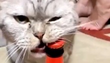 Conheça Elvis, o gato russo que abre garrafas de cerveja com os dentes