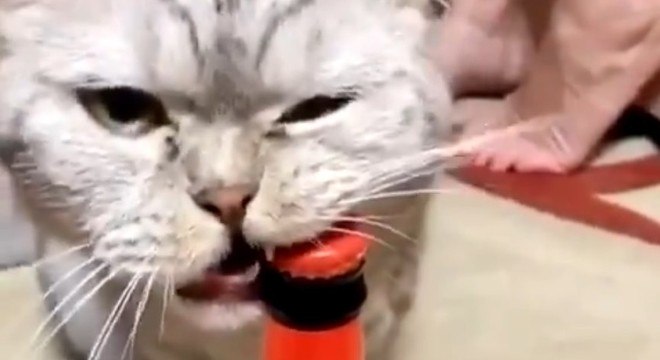 Elvis, um gato russo, consegue abrir garrafas de cerveja com os dentes