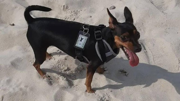Em 16/6, a cadelinha Jolie (foto), de 1 ano e meio, foi morta por um pitbull ao passear no Rio de Janeiro. O dono de Jolie disse que o pitbull pertencia ao dono de uma banca onde eles pararam para ver CDs. Estava sem coleira e sem focinheira. 