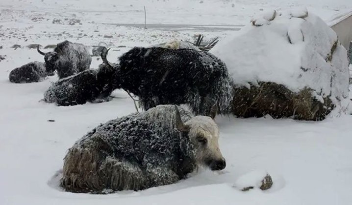 Em 2008, uma nevasca no condado de Lhunzefoi, no Tibete, durou 36 horas, afetando pessoas e animais. O volume de neve foi tão grande que alguns prédios desmoronaram. Sete pessoas morreram. As estradas foram fechadas e equipes de resgate levaram mantimentos para as vítimas da tempestade. 
