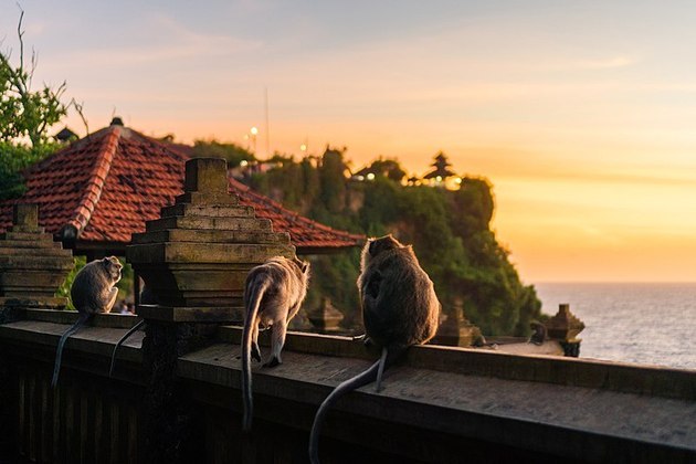 Em 2021, um estudo feito em parceria entre a Universidade de Lethbridge, no Canadá, e a Universidade Udayana, na Indonésia, identificou como esse comportamento ardiloso foi desenvolvido pelos macacos de Bali.