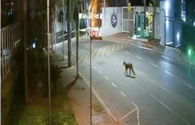 Em 22 de julho deste ano, uma onça apareceu nas ruas de Nova Lima, em Minas Gerais, durante a noite, quando não havia movimento. Moradores de condomínios que viram o animal na rua ficaram amedrontados. 