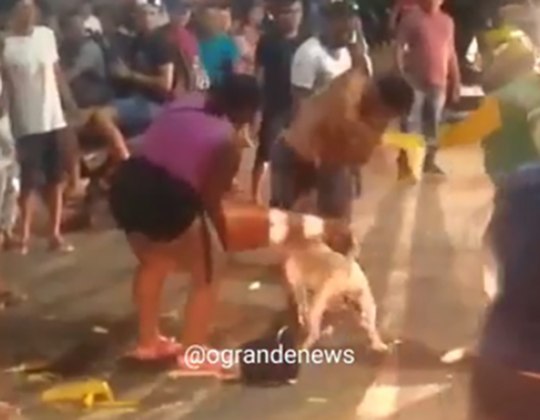 Em 6/6, um pitbull só parou de atacar um outro cachorro em São Miguel do Guamá, no Pará, quando recebeu golpes na cabeça. Populares fizeram isso para salvar o cão ferido. 