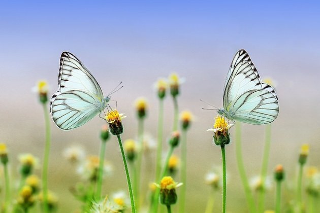 Em breve, mais uma galeria com outras belas espécies de borboletas pelo mundo! 