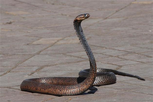Em caso de picada de cobra, a ordem é correr para receber o quanto antes o soro antiofídico, um antídoto contra as toxinas produzidas pelas serpentes. 