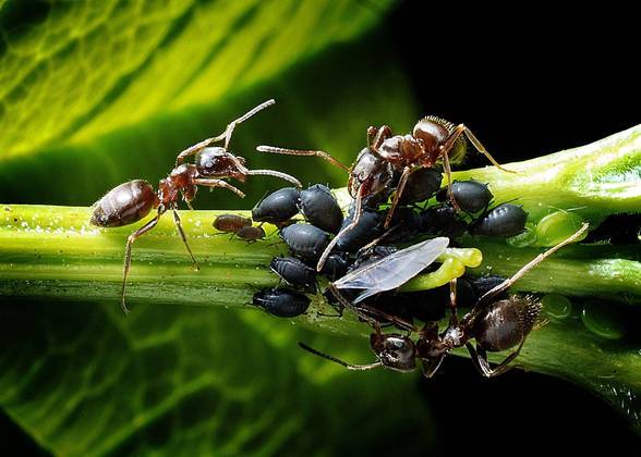 Em contato com os pulgões, como na foto, as formigas os estimulam com as antenas e fazem com que eles excretem gotas de um líquido que elas ingerem e armazenam no estômago.