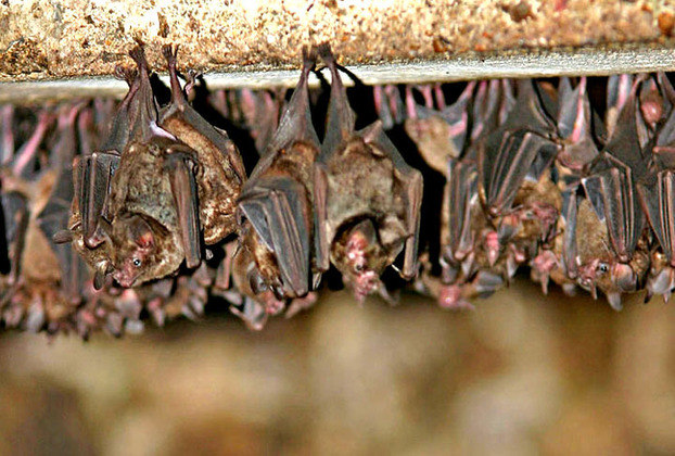 Em locais e épocas com baixa oferta de alimentos, os morcegos conseguem hibernar por três meses até que o tempo melhore e eles voltem a encontrar presas e frutos. Eles reduzem a temperatura corporal e os batimentos cardíacos para sobreviver no período.