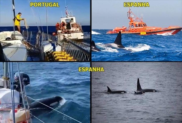  “Em mais de 500 eventos de interação registrados desde 2020, há três navios afundados. Estimamos que as orcas só tocam um navio em cada cem que navegam por um local”.