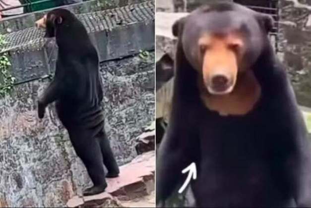 Em resposta às especulações, o zoológico divulgou que o animal é um urso-malaio, e negou que seja alguém disfarçado.