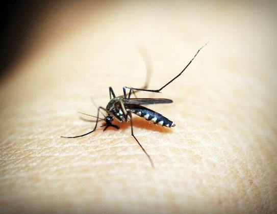 Em São Paulo, 7 pessoas morreram de dengue até 30/1. Todas no interior (Jacareí, Pindamonhangaba, Bebedouro e Dois Córregos). 