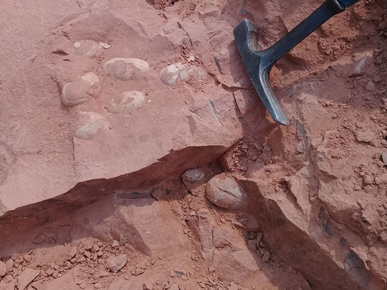  Em setembro de 2020, já haviam sido encontrados ovos de crocodilos fossilizados, com 6 centímetros, no sítio de Presidente Prudente. Eles foram descobertos após a retirada de rochas durante o cercamento do local. Os ovos são de 70 a 80 milhões de anos atrás.