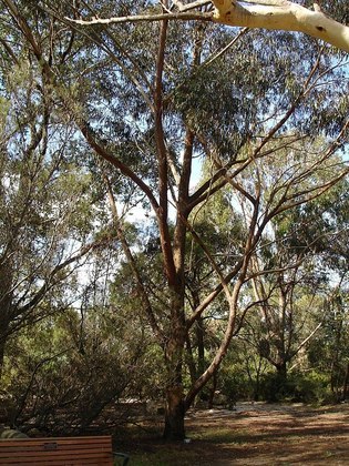 Em termos gerais, são árvores (ou arbustos, em alguns raros casos) nativos da Oceania, onde constituem o gênero dominante da flora.