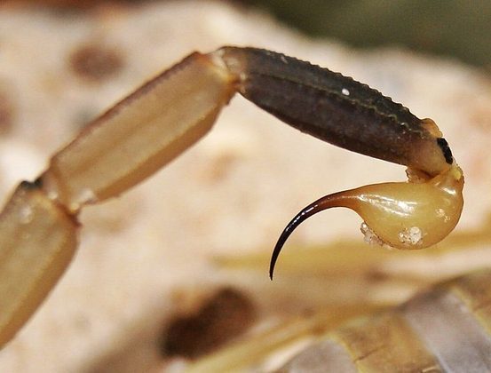 Embora a picada do escorpião não seja fatal para uma pessoa saudável, ela pode resultar em febre, convulsões e paralisia, dependendo da saúde da vítima.