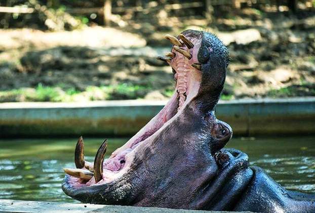 Embora seja herbívoro, o hipopótamo é considerado um dos animais selvagens mais perigosos, pois ele ataca com imensa ferocidade e a força de sua mordida equivale a 825 kg.