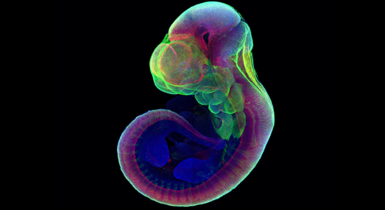 Cientistas conseguiram fazer embrião se desenvolver em útero artificial
