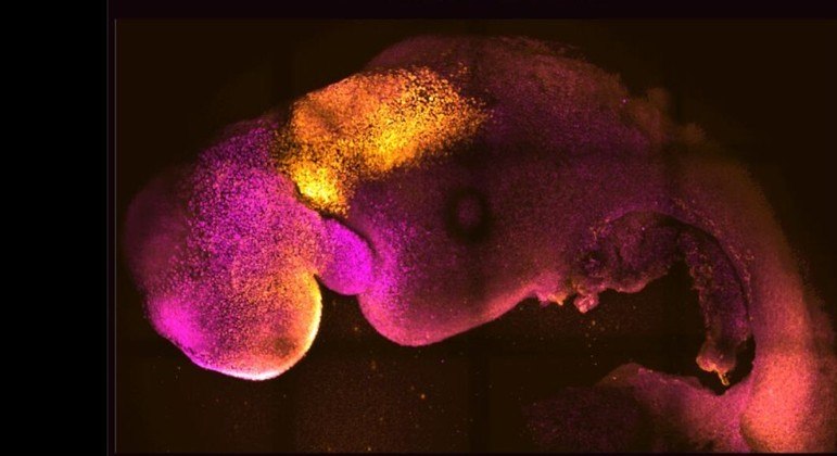 Embrião sintético pode representar um grande avanço para a medicina