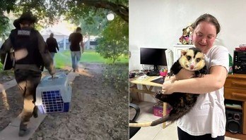 Tutora pede ajuda após gambá ser confiscado pela polícia (Reprodução/Instagram/@emiliomarsupialgaucho)