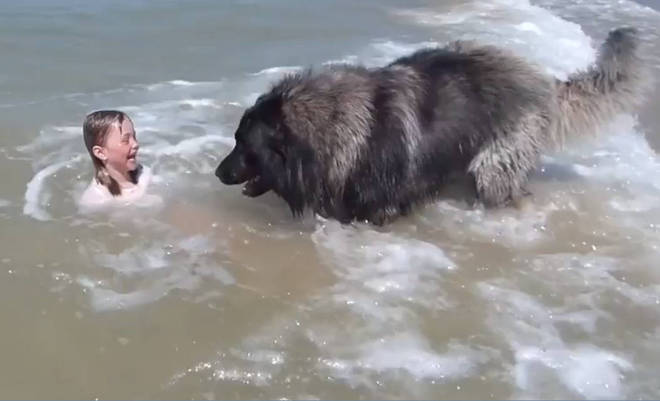 The dog rushed into the sea to save the baby in the blink of an eуe