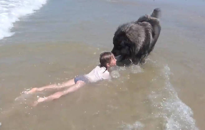 The dog rushed into the sea to save the baby in the blink of an eуe