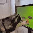 Empresa cria videogame para ajudar a evitar demência em cães (Reprodução/Joipaw)