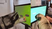Empresa desenvolve videogame para ajudar a evitar demência em cães