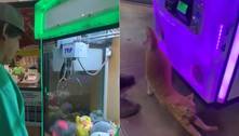 Surpresa! Empresário 'ganha' gato de verdade em máquina de pelúcias