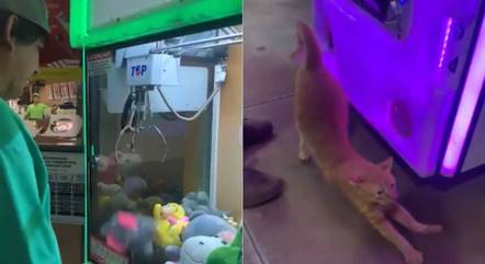 Empresário ganha gato de verdade em máquina de pelúcias