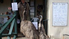Após serem banidos de bar de hotel, emus 'alcoólatras' retornam com filhotes