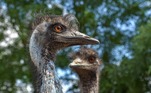Dois irmãos emus — Kevin e Carol — foram banidos de um hotel no interior da Austrália, após causarem problemas no pub anexo a ele