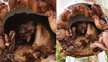 Encanador encontra possível fungo com aspecto 'alienígena' sob vaso sanitário 
