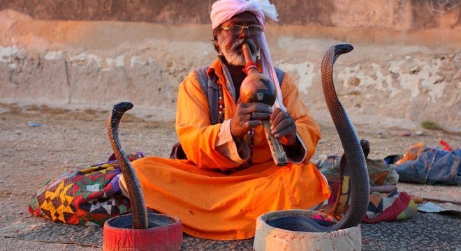 Cobras são temidas, mas reverenciadas em muitas culturas