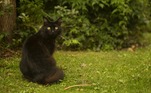 Uma dica: é um gato preto!LEIA MAIS: Ovo esverdeado confunde criadora de galinhas: 'Não mudei a comida'