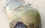 Esse foi o último jantar de uma enguia gulosa que não sabia dos perigos de tentar comer um baiacu: o peixe inchou e a matou. O corpo do animal foi encontrado na praia por um instrutor de mergulho