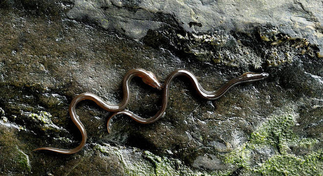 Enguias escalando um muro no País de Gales