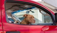 Viajar com cachorro: dicas para um trajeto tranquilo e seguro em ônibus, avião e carro 