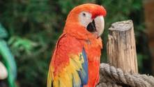 Por que algumas aves, como papagaios, periquitos e araras, conseguem falar? 