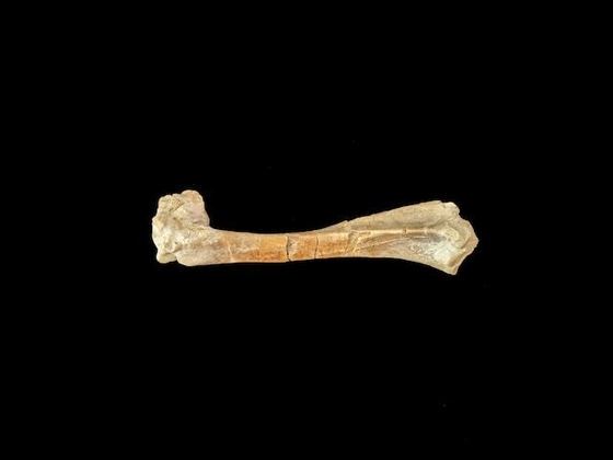 Entre os fragmentos transportados estavam um pedaço de clavícula de um Australopithecus sediba, que viveu há aproximadamente 2 milhões de anos, e um osso do polegar de um Homo naledi, datado de cerca de 300 mil anos atrás.