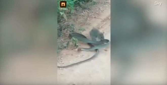 Então toma! Rato aplica voadora incrível em cobra venenosa - Fotos - R7  Hora 7