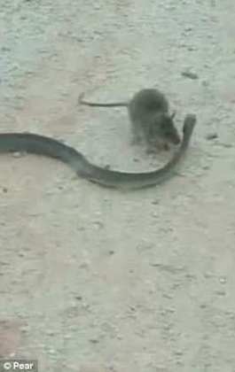 Então toma! Rato aplica voadora incrível em cobra venenosa - Fotos - R7  Hora 7