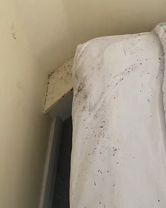 A equipe resolveu até dar um nome ao animal, chamado de Ernie, que foi solto em um campo próximo ao hotel. A equidna logo cavou um buraco e desapareceu da visão dos funcionários. A equipe resolveu até dar um nome ao animal, chamado de Ernie, que foi solto em um campo próximo ao hotel. A equidna logo cavou um buraco e desapareceu da visão dos funcionários.