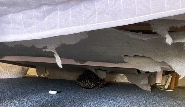 Foi nesse momento que o funcionário olhou debaixo da cama e encontrou a equidna escondida. 