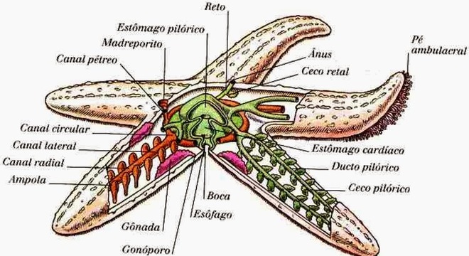 Equinodermos – O que são e características específicas