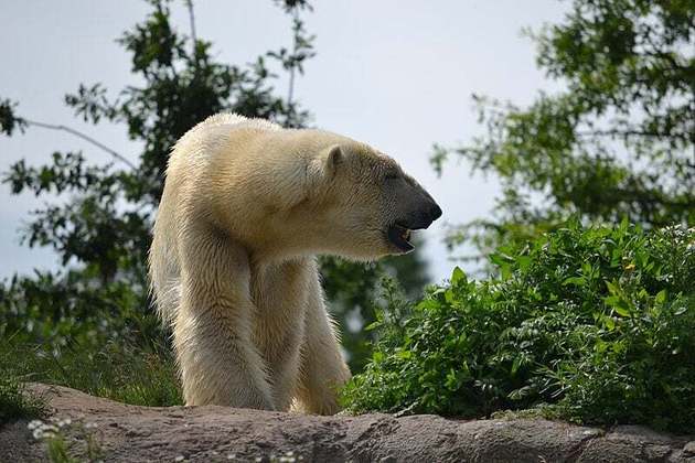 Equipe da Geological Survey, instituição norte-americana, monitorou ursos polares no Alasca e concluiu que a presença dos animais em terra passou de algumas semanas para até dois meses.