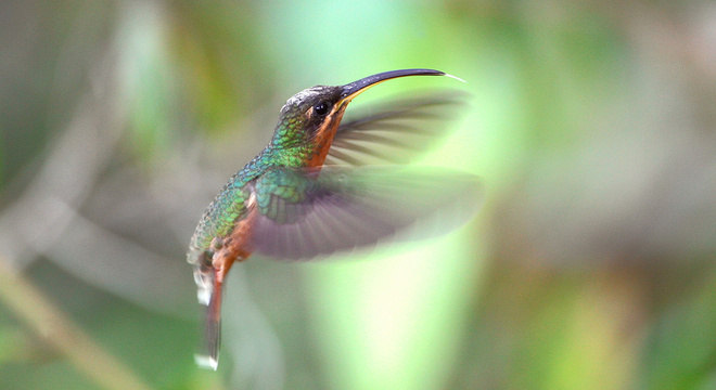 O desenho da imagem anterior corresponde a um colibri eremita, segundo os pesquisadores japoneses. Nesta foto, vemos um balança-rabo-de-bico-torto (Glaucis hirsutus)