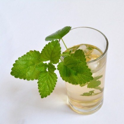 Erva Cidreira  (Água de Melissa) - Uma alternativa natural para quem busca variedade nas opções de bebidas. Também conhecida como erva-cidreira, é associada a propriedades calmantes e relaxantes.