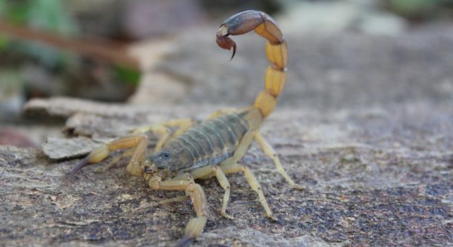 Veneno do escorpião tem ação neurotóxica, afetando o sistema nervoso central