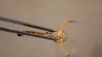 Período com mais chuvas é alerta de acidentes com escorpião (Foto: Tony Oliveira/Agência Brasília)