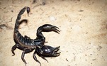 escorpião